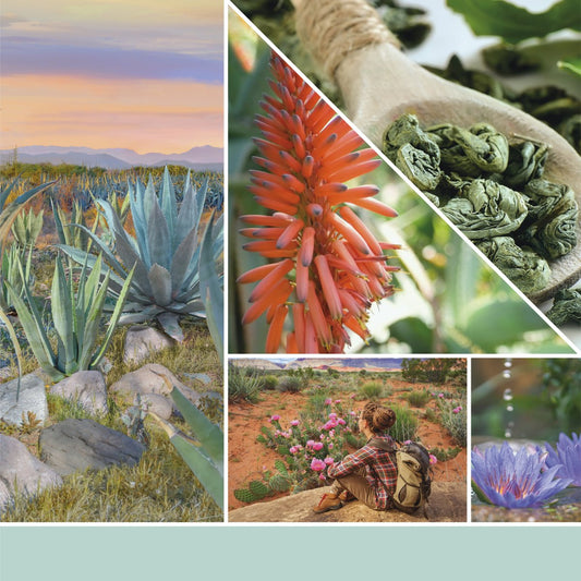 Cera da fondere "Aloe & Agave" Yankee Candle - Kōdō.boutique