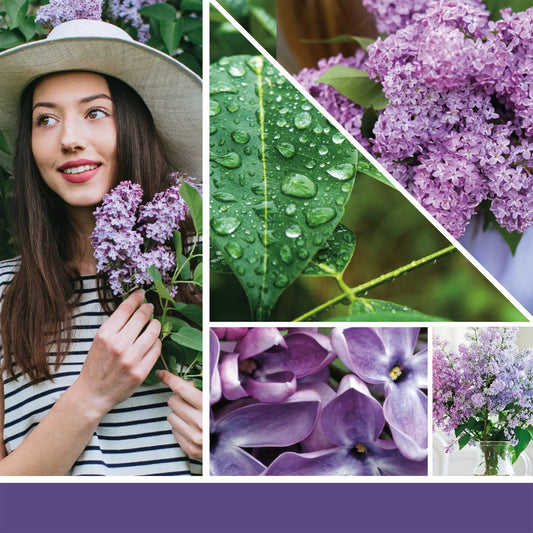 Cera da fondere "Lilac Blossoms" Yankee Candle - Kōdō.boutique